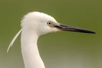 Hungary - FAUNA