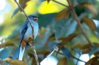 Dominican Republic-FAUNA