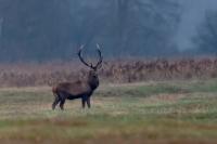 Red deer