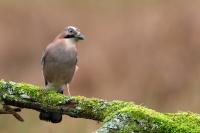 Garrulus glandarius