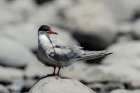 Madeira fauna