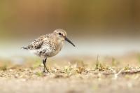 Calidris alpina