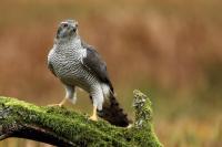 Accipiter gentilis