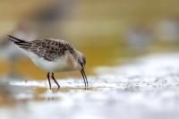 Calidris ferruginea