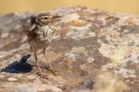 Anthus berthelotii