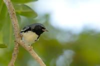 Setophaga caerulescens