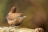 Troglodytes troglodytes