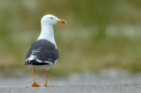 Larus fuscus