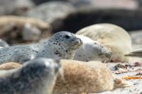 Harbor seal