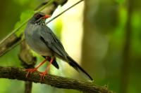 Turdus plumbeus