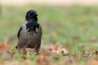 Corvus cornix