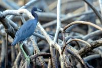 Egretta caerulea 