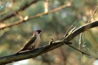 Picus viridis