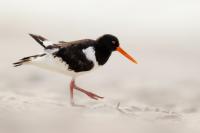 Haematopus ostralegus