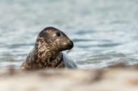 Grey seal