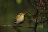 Phylloscopus sibilatrix