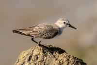 Calidris pusilla      