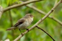 Phylloscopus collybita