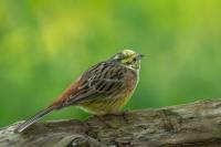 Emberiza citrinella