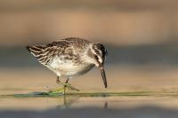 Calidris falcinellus