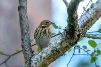 Anthus trivialis