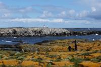 Scotland landscape and fauna