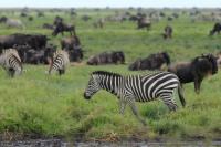 Grant&#039;s zebra