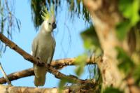 Cacatua galerita