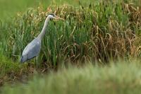 Ardea cinerea