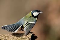 Parus major