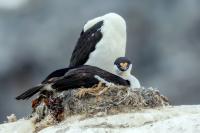 Phalacrocorax bransfieldensis