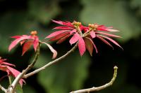 Sri Lanka - Flowers