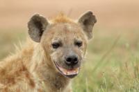 Spotted hyena