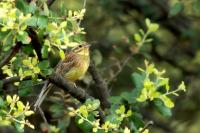 Emberiza cirlus