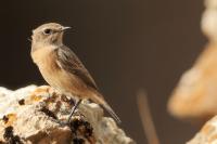 Saxicola rubicola