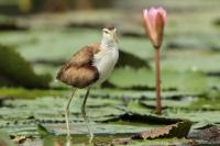 Jacana spinosa