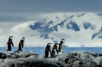 Antartica fauna