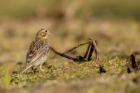 Emberiza calandra