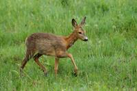 Roe deer