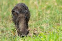 Common warthog