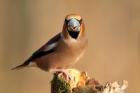 Coccothraustes coccothraustes