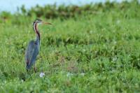 Ardea purpurea