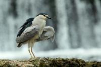 Nycticorax nycticorax