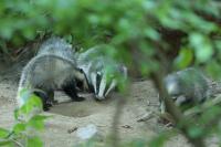 European badger