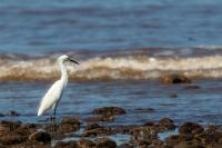 Egretta thula