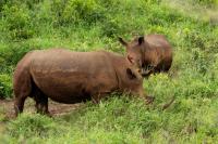 White rhinoceros