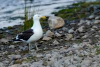 Larus dominicanus