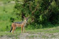 Black-backed jackal