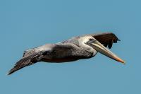 Pelecanus occidentalis