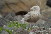 Larus hyperboreus